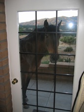 Kitchen Pony